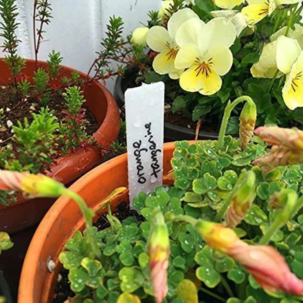 100 Etichette per Piante in Pl - Gardening Tools Labeled recensione e prezzo