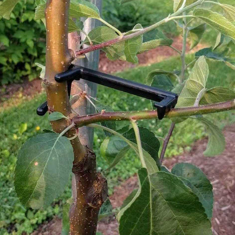 Estrattore per rami di alberi  - Root Watering Spike recensione e prezzo