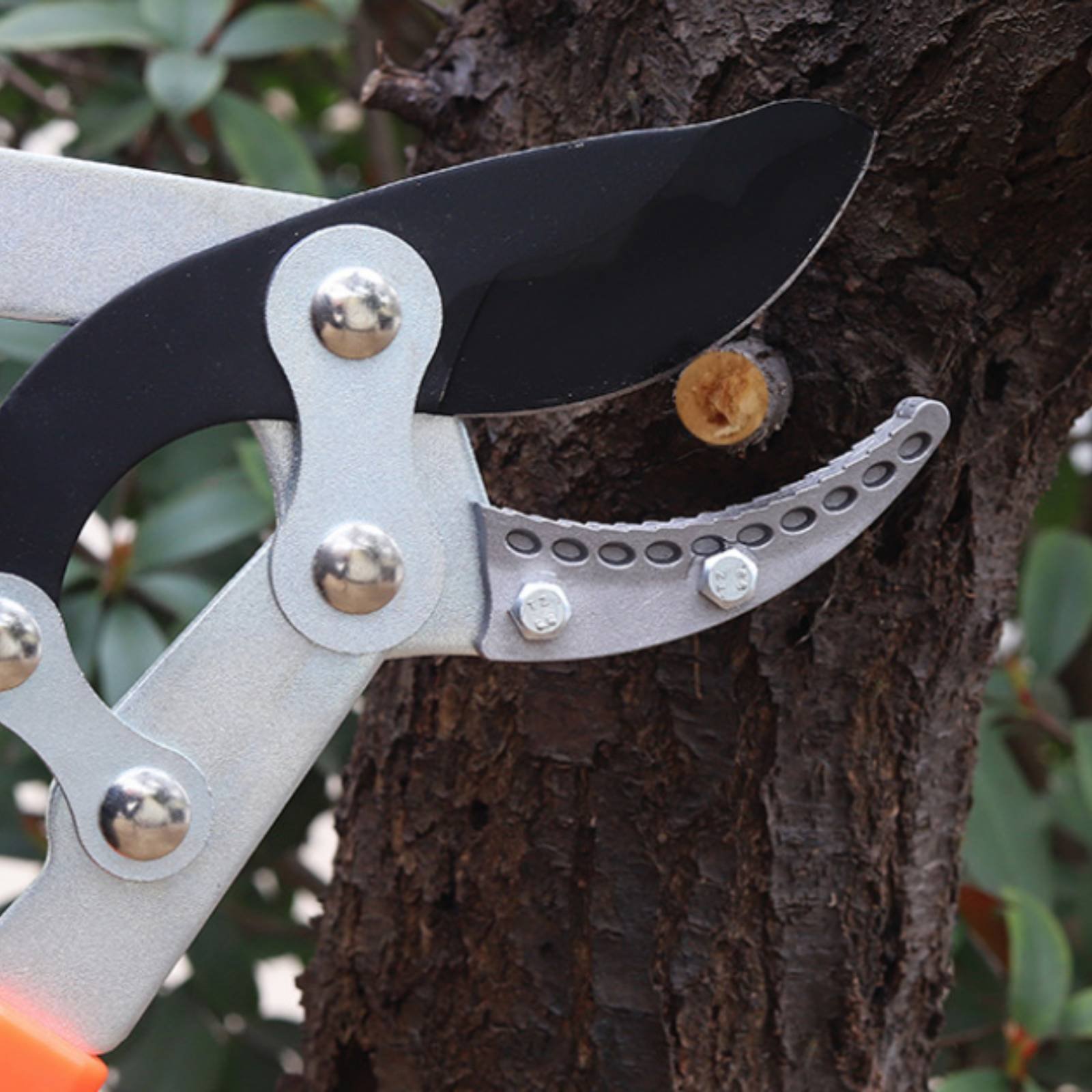 Forbici Telescopiche per Potat - Gardening Tools Sharp recensione e prezzo