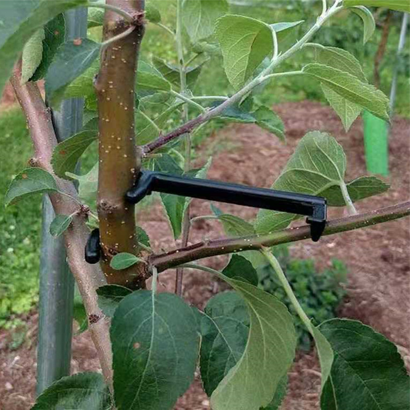 10-30 pezzi clip per alberi da - Root Watering Spike recensione e prezzo