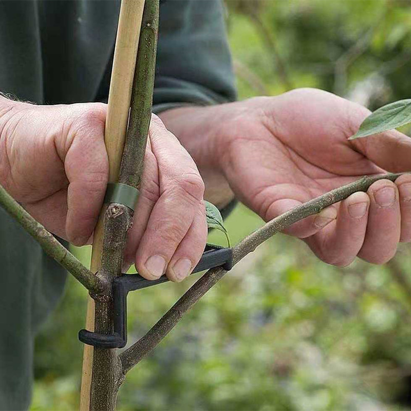 10-30 pezzi clip per alberi da - Root Watering Spike recensione e prezzo
